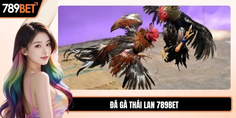 Đá gà thái Lan hướng dẫn luật chơi và mẹo cược chuẩn