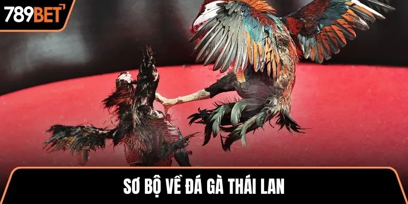Sơ bộ về đá gà Thái Lan